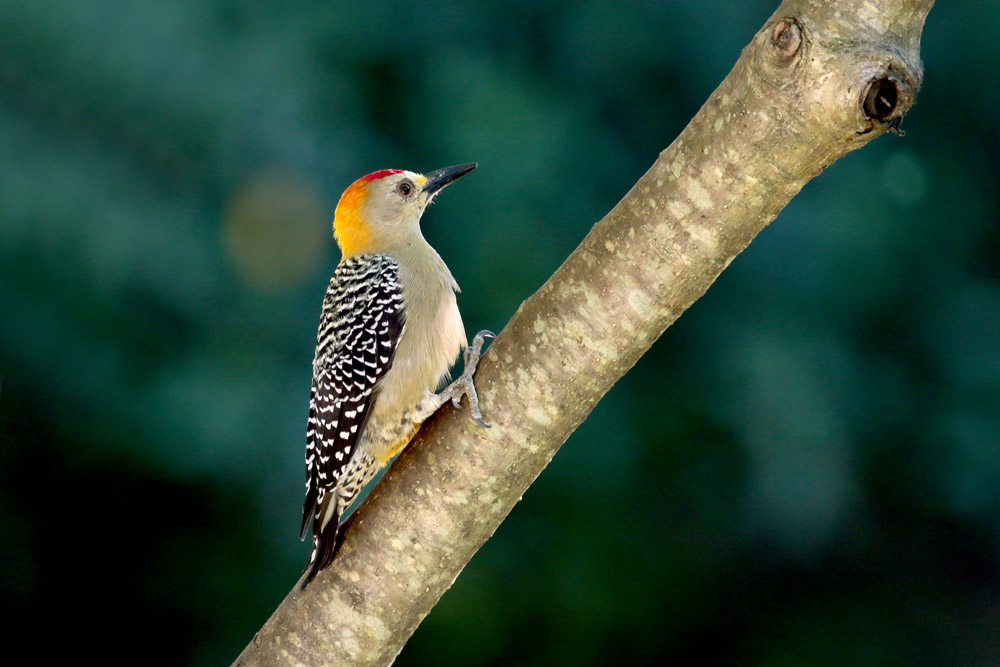 Hoffmann's Woodpecker